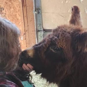 Meet your Posher, Diana